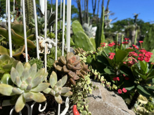 多肉植物在艷陽下更顯鮮綠清新（圖／台北市公園處提供）