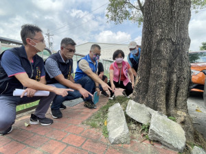 臺中市潭子區雅潭路二、三段黑板樹竄根，造成人行道鋪面隆起，阻礙行人通行。