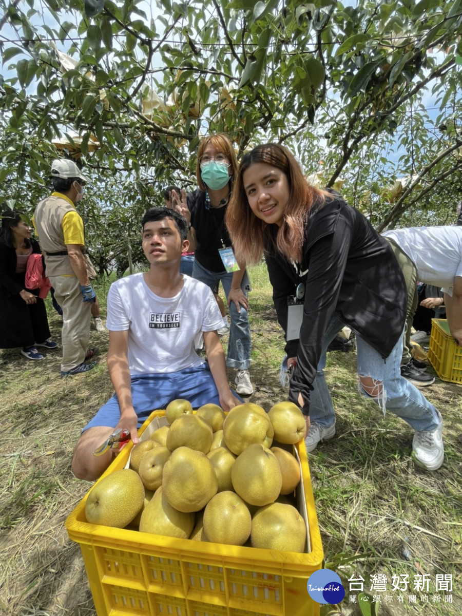 來自伊朗、巴基斯坦、智利等10國的國際學生，到台中東勢體驗採梨。