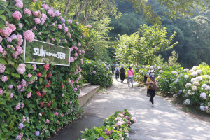 杉林溪園區種植15萬株繡球花有10餘種品系。（記者扶小萍攝）