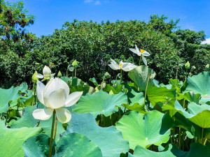 臺東太平溪人工濕地荷花盛開中　邀民眾來散步賞花