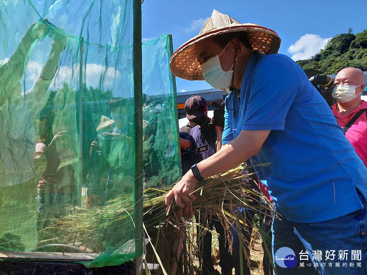 汐止農會推廣農村生活　親子同樂體驗割稻趣 台灣好新聞 第2張