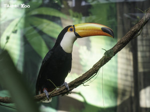 貝貝(公鳥)（圖／台北市立動物園提供）