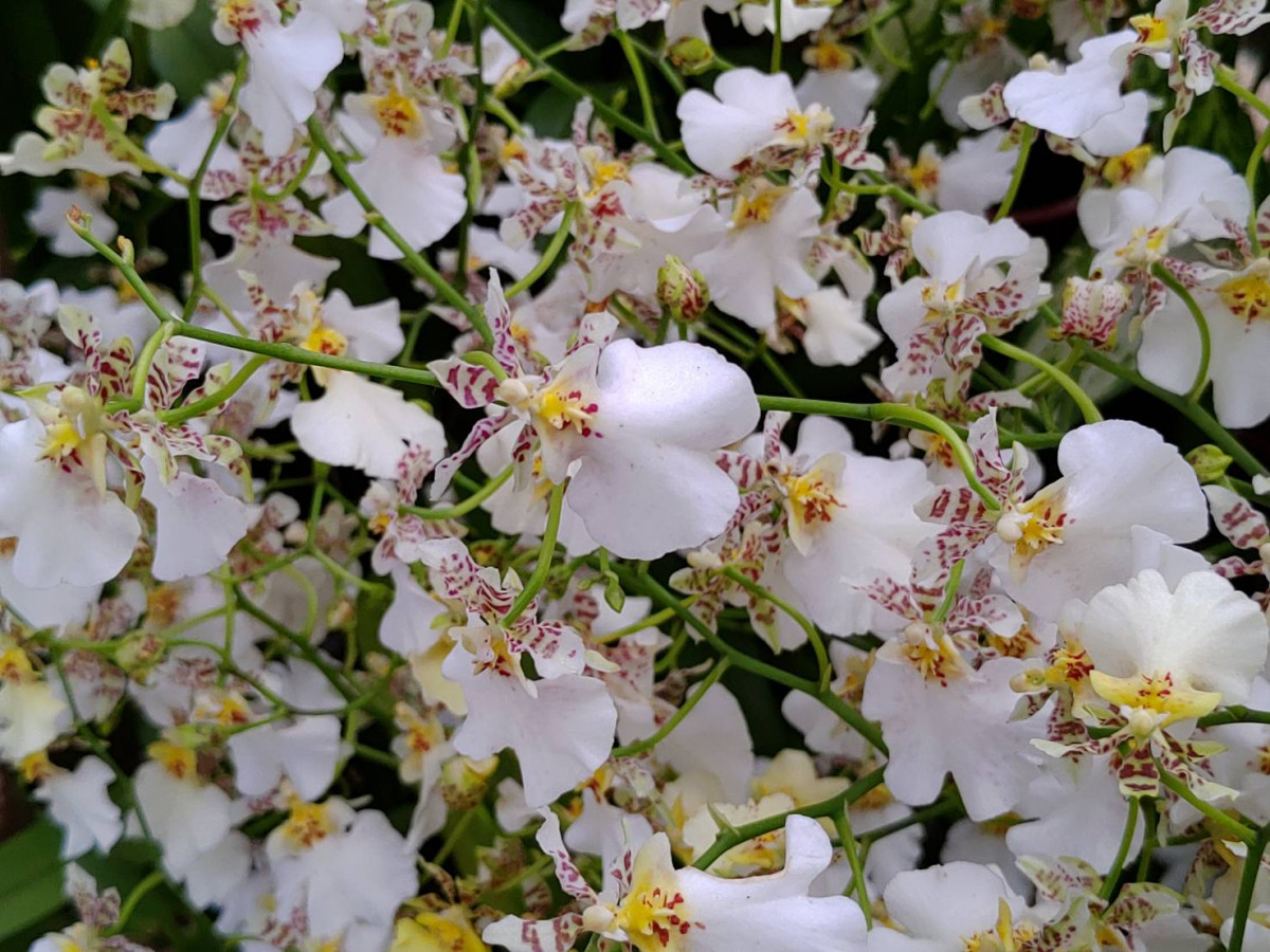 少見白色的白雪品種文心蘭（圖／台北市公園處提供）