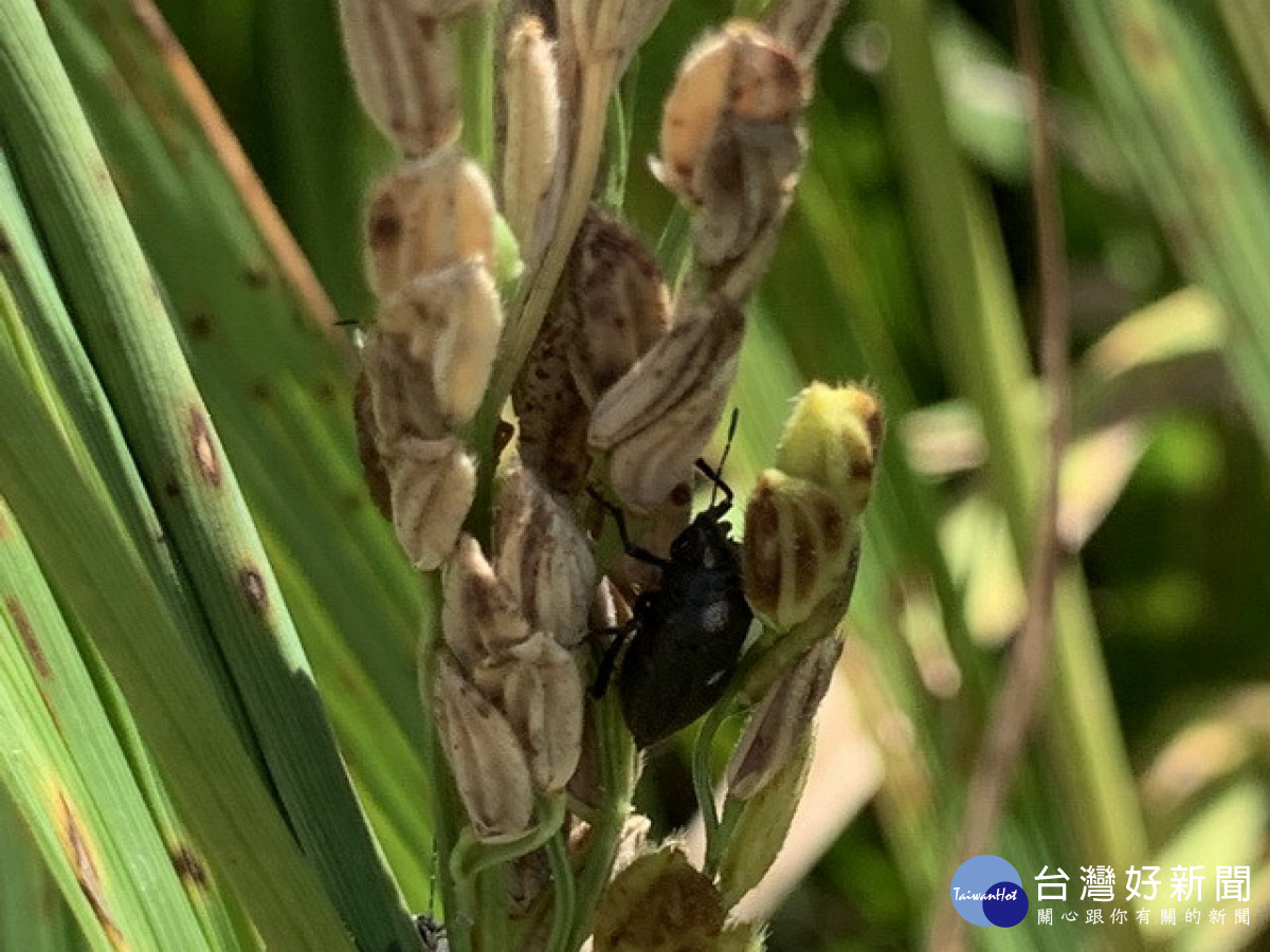 中興大學研究團隊　成功篩選出對抗水稻稻黑椿象的本土蟲生真菌菌株