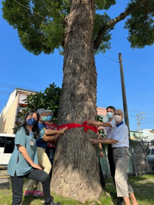 見證歷史與環境教育 東勢地所百年樟樹列入受保護樹木