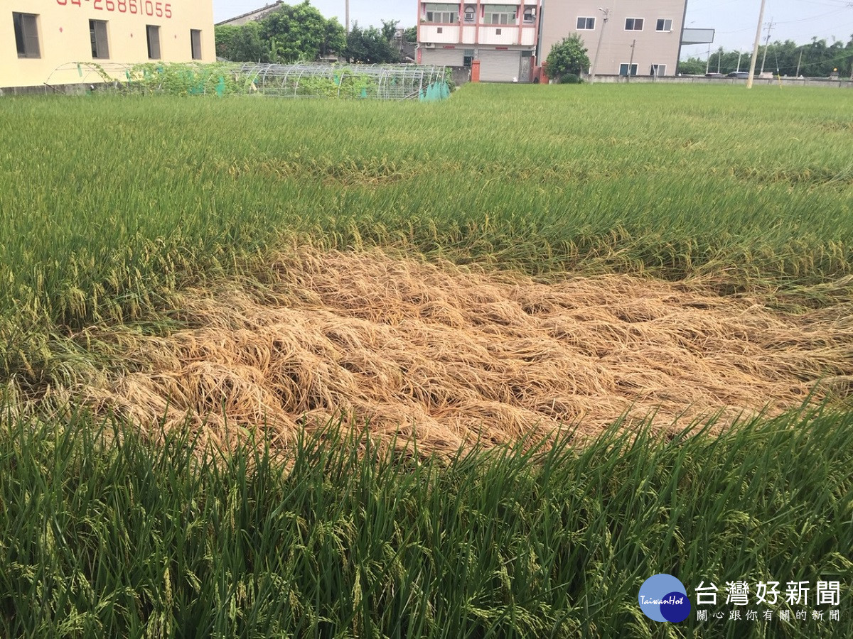 中部水稻飛蝨類害蟲密度上升　農改場籲請農民及時防治