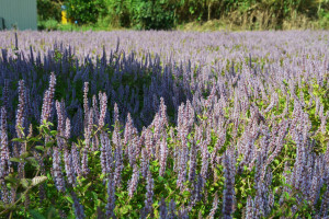 苗栗獅潭仙草花節　11月19、20日浪漫登場