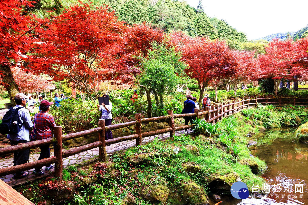 爭「楓」癡「槭ㄘㄨˋ」　相揪來杉林溪觀賞自然美景