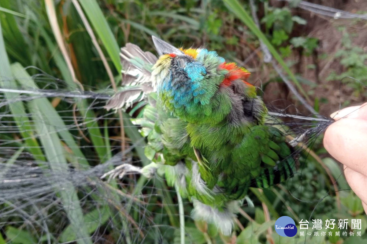 龜山區一帶山區出現私架鳥網抓捕賽鴿及野生鳥類。