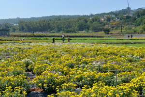 苗栗銅鑼杭菊芋頭節　11/12、11/13登場