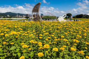 金黃花海追起來　北市大佳河濱向日葵大爆發（圖／台北市水利處提供）