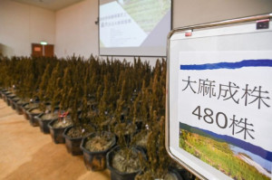 破獲大麻植株4,218株、大麻成品、半成品及製毒工具，總市價超過新台幣12億元。