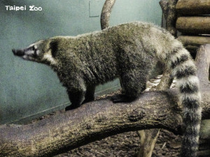 （圖／臺北市立動物園提供）