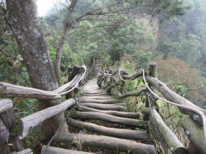 大坑4號登山步道-棧道沿山陵線蜿蜒