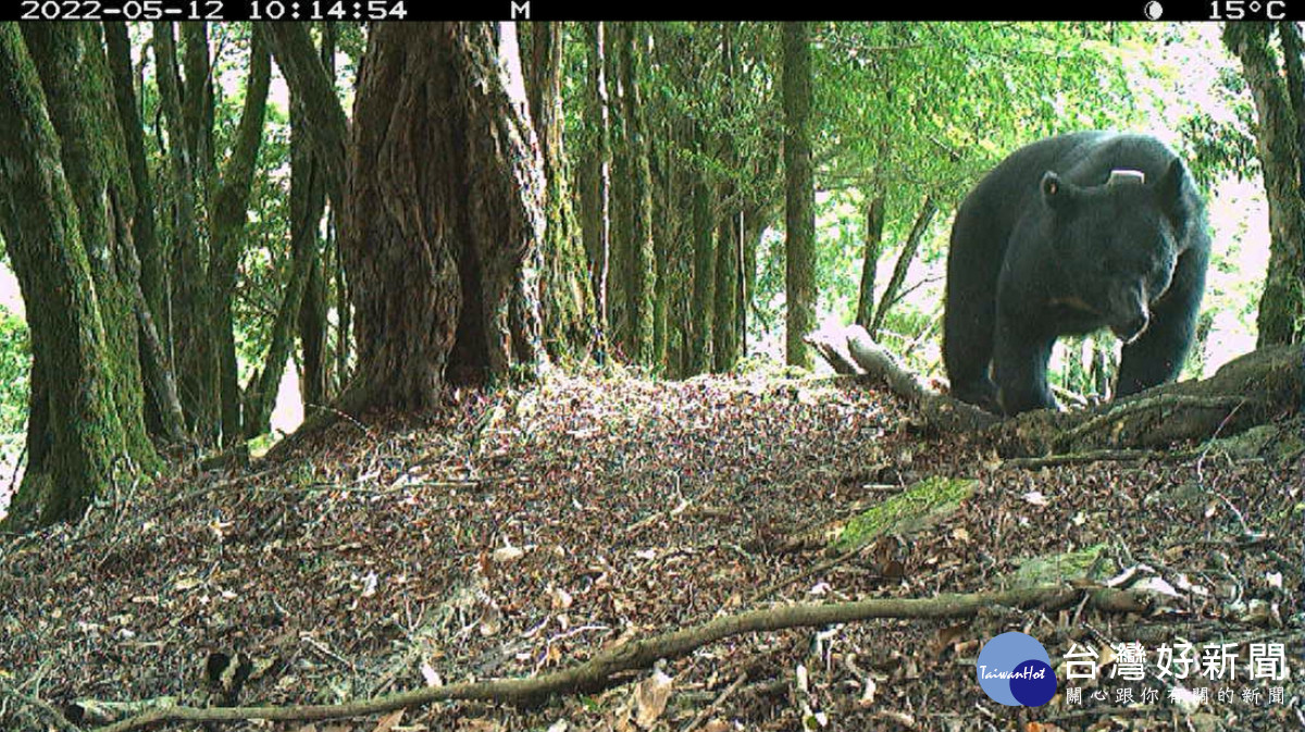 造訪玉山遇台灣黑熊勿驚慌　別忘記保持距離、不干擾、不接觸、不餵食