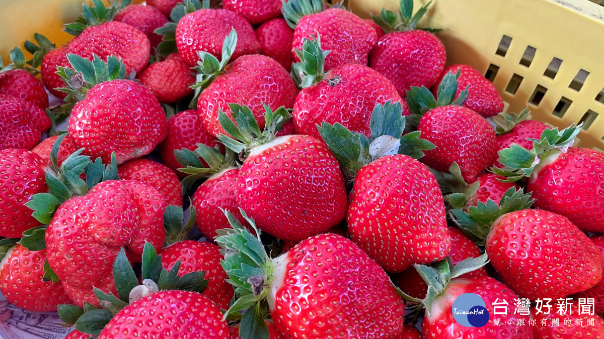影／大湖草莓因天候病蟲害產量銳減　下一波產量適逢寒假與春節假期