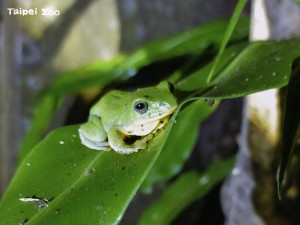 臺北樹蛙（圖／台北市立動物園）