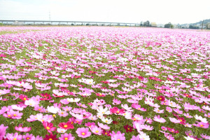 位在彰化市田中路96巷旁農田占地15公頃的花海美極了。圖／彰化市公所提供