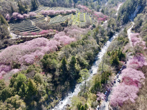 武陵農場櫻花季自2月7日至2月28日，實施為期22天的交通管制。