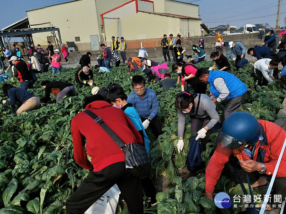 台電千人拔蘿蔔活動　刺激農村經濟相挺蘿蔔農邁入第二十四年