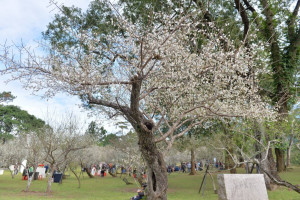 角板山梅花季。