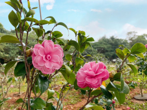 后里森林公園美麗茶花