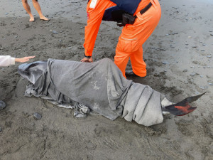 侏儒抹香鯨擱淺宜蘭岳明沙灘　跨縣市合作救援成功作救援成功