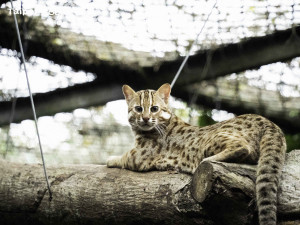 石虎（圖／台北市立動物園提供）