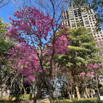 最受市府推薦的豐樂公園紫紅色系風鈴木
