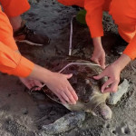 海巡隊員發現擱淺的綠蠵龜，體長約52公分、寬約49公分，無明顯外傷。
