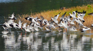 近期金城湖出現在台灣非常罕見的反嘴鴴，有著上翹彎嘴、黑白羽色及細細的藍灰色長腳。