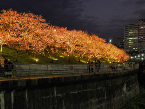 樂活公園櫻花林（圖／北市公園處提供）