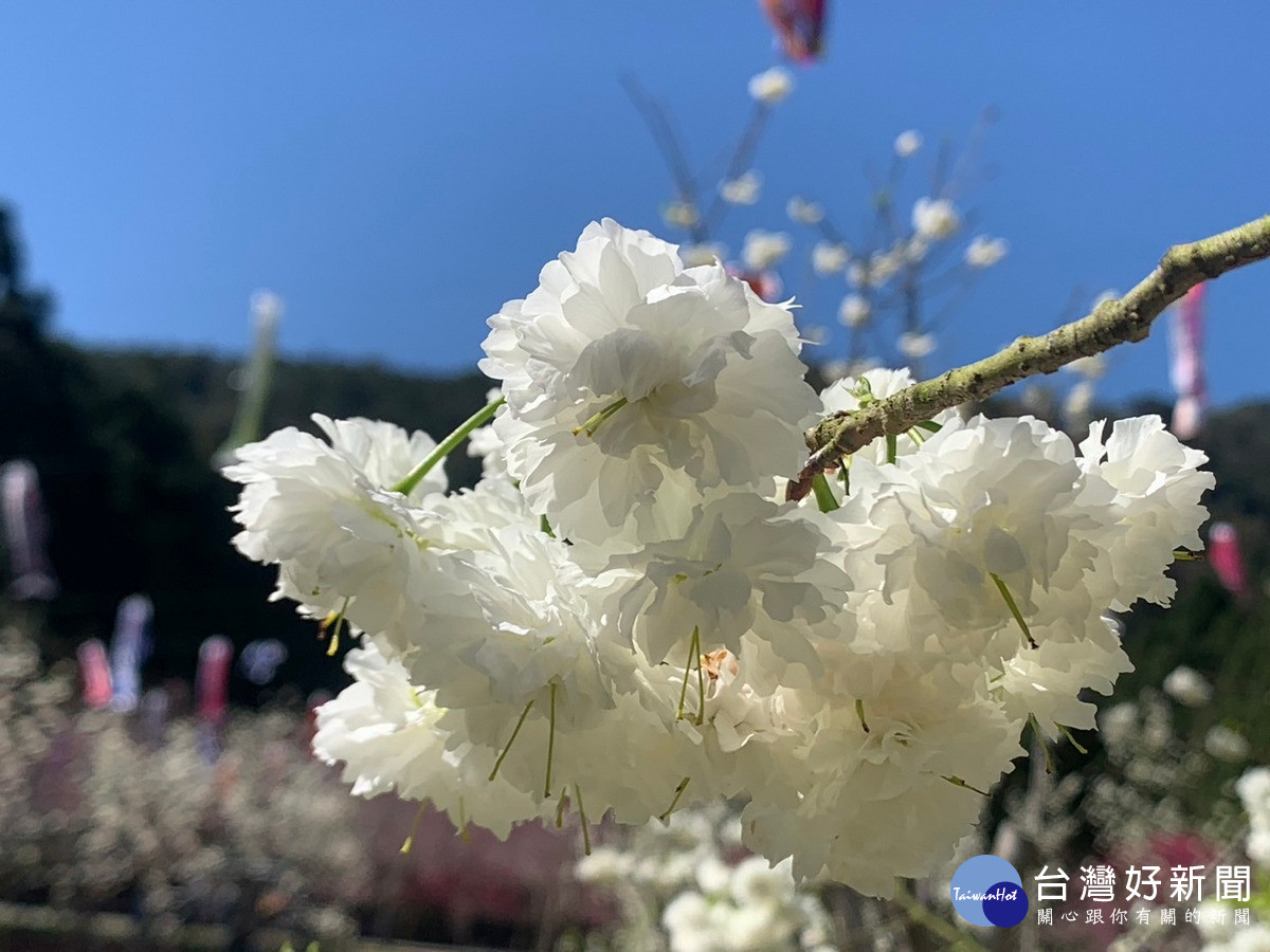 新品種白色櫻花盛開　九族櫻花祭慶祝雪櫻情人節