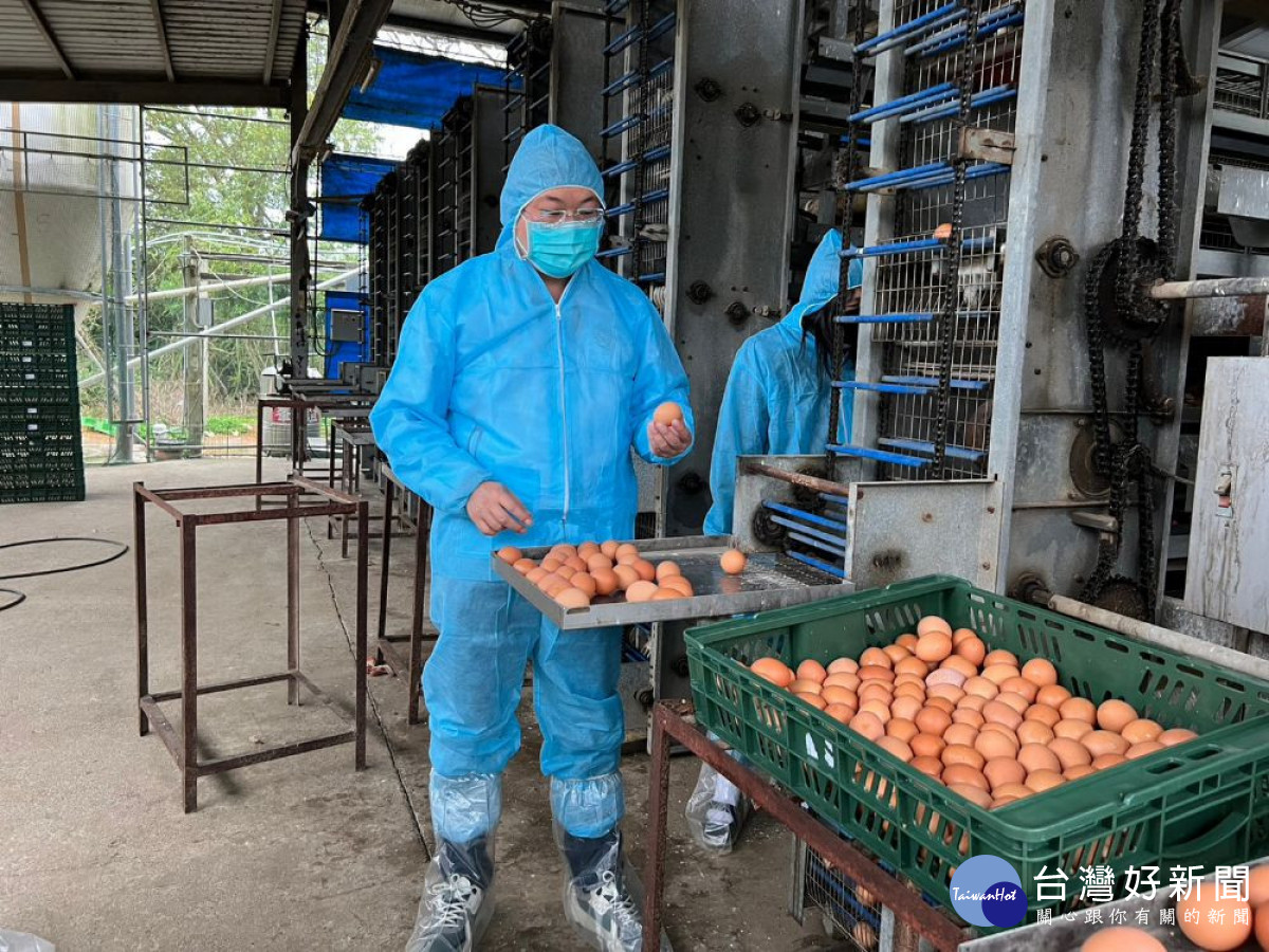 桃園市政府呼籲畜牧場加強防疫管理，民眾無需搶購屯蛋。