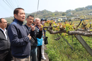 苗縣高接梨穗寒害嚴重　鍾東錦勘災要求盡速報請農委會辦理現金救助