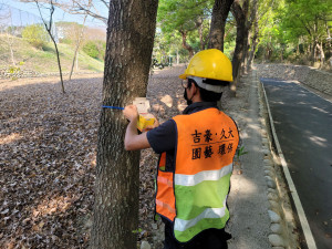 平腹小蜂