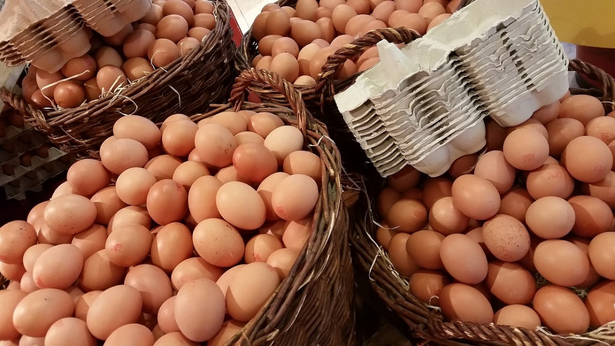 設法解缺蛋危機　農委會：促蛋雞產業量能提升、年底前持續蛋品專案進口