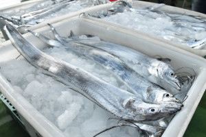 白帶魚（圖／資料照片，圖源：行政院農委會漁業署提供，原圖出自漁業推廣月刊436期）