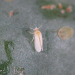 久旱不雨的氣候下，易使害蟲大量發生，銀葉粉蝨寄主廣泛/圖取自臺南區農業改良場。李光揚翻攝