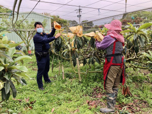 新社分駐所針對轄內枇杷果園啟動「護農專案」勤務。