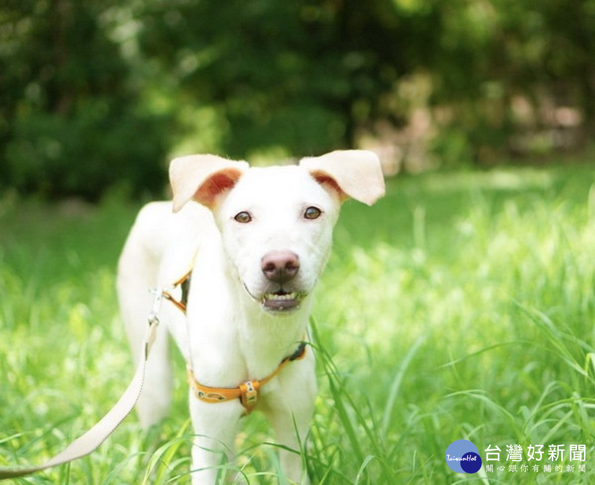 ▲高市致力輔導動物長照機構設立，以增進毛小孩及其他動物福利。