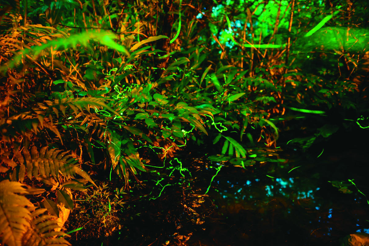 觀賞螢火蟲的季節已經來到，可到大安森林公園體驗螢火蟲的星光之旅。（圖／台北畫刊）