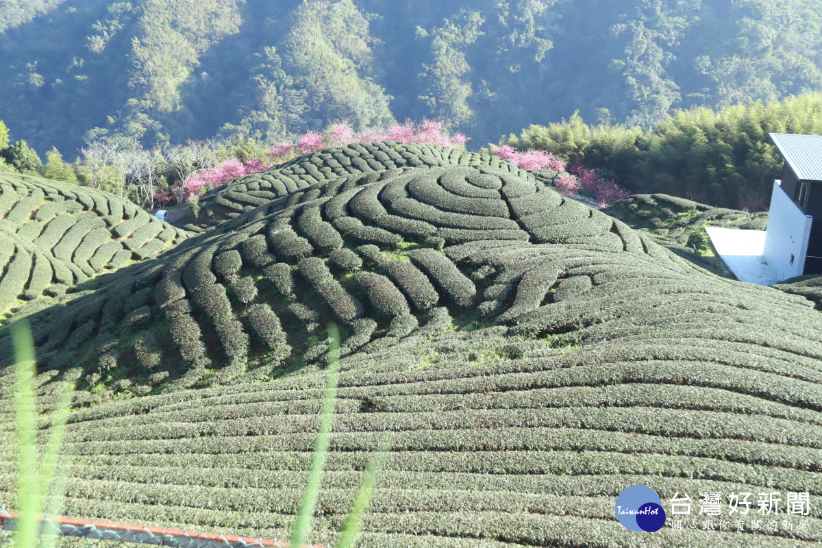 竹山鎮公所要推廣茶產業走向國際。（記者扶小萍攝）