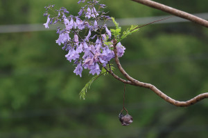 春夏之際正是藍花楹開花的季節。圖／飛花落院提供