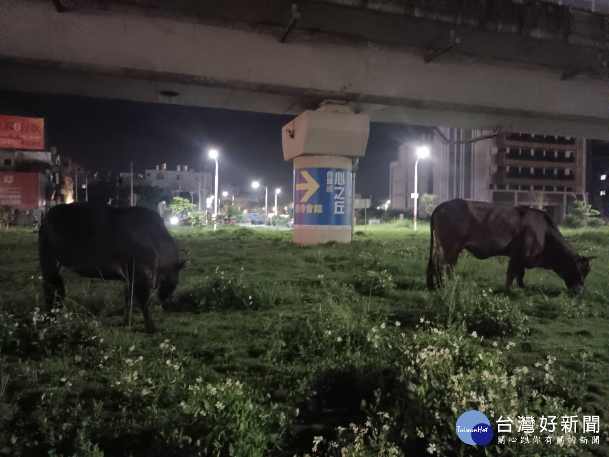 牛隻深夜逃家逛街，員警驅引回窩維護交通安全。
