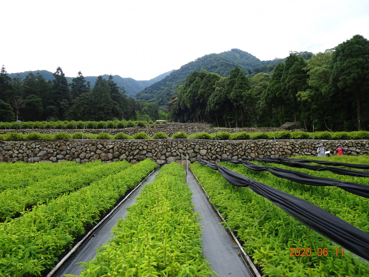 苗圃化學藥劑減量管理。