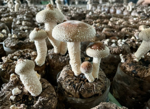 竹山鎮鯉魚社區栽培香菇品質不錯。（竹山公所提供）