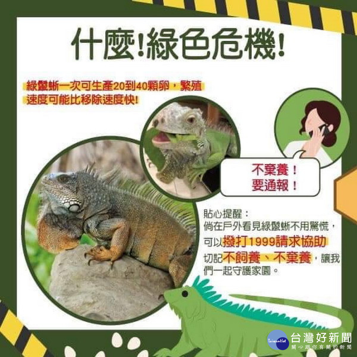 綠鬣蜥入侵衛武營公園　高市府籲民眾若發現應通報1999處理