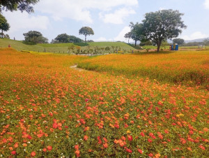 后里環保公園擁有超過12公頃的花海